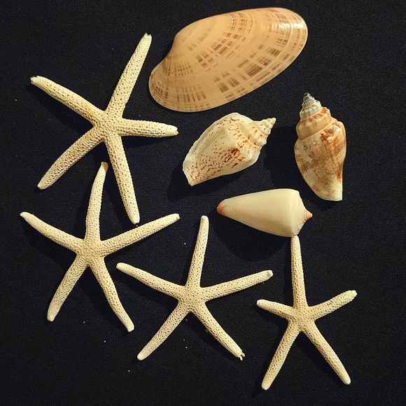 Unique Natural Seashell Collection-30yo Rare Hawaiian & 20yo Floridian, 2"-4.5" - Picture 13 of 15